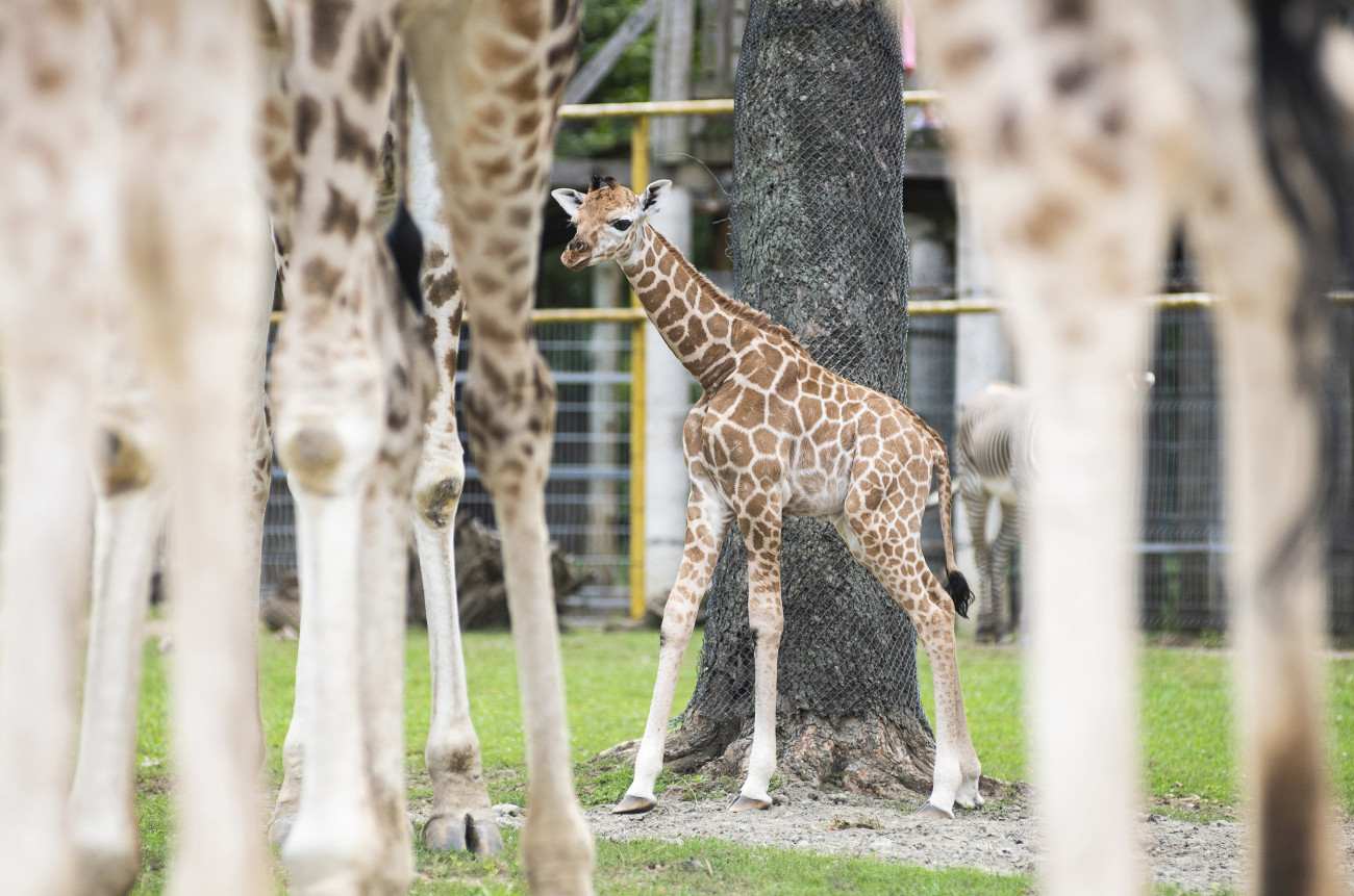 Nyíregyháza, 2019. augusztus 8. Hatnapos Rotschild-zsiráf (Giraffa camelopardalis rothschildi) a Nyíregyházi Állatpark Afrika kifutójában 2019. augusztus 8-án. MTI/Balázs Attila