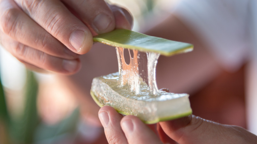 Hands holding a blade of Aloe Vera in selective focus. 
The resin of Aloe Vera is located just below the skin of the blade, and have active ingredients with medicinal properties.