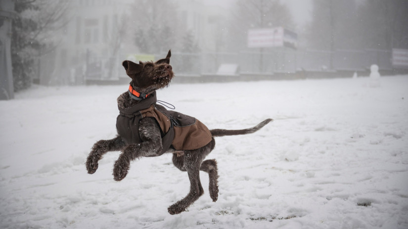 Egy kutya ugrál a hóban Kékestetőn 2023. január 16-án. MTI/Komka Péter