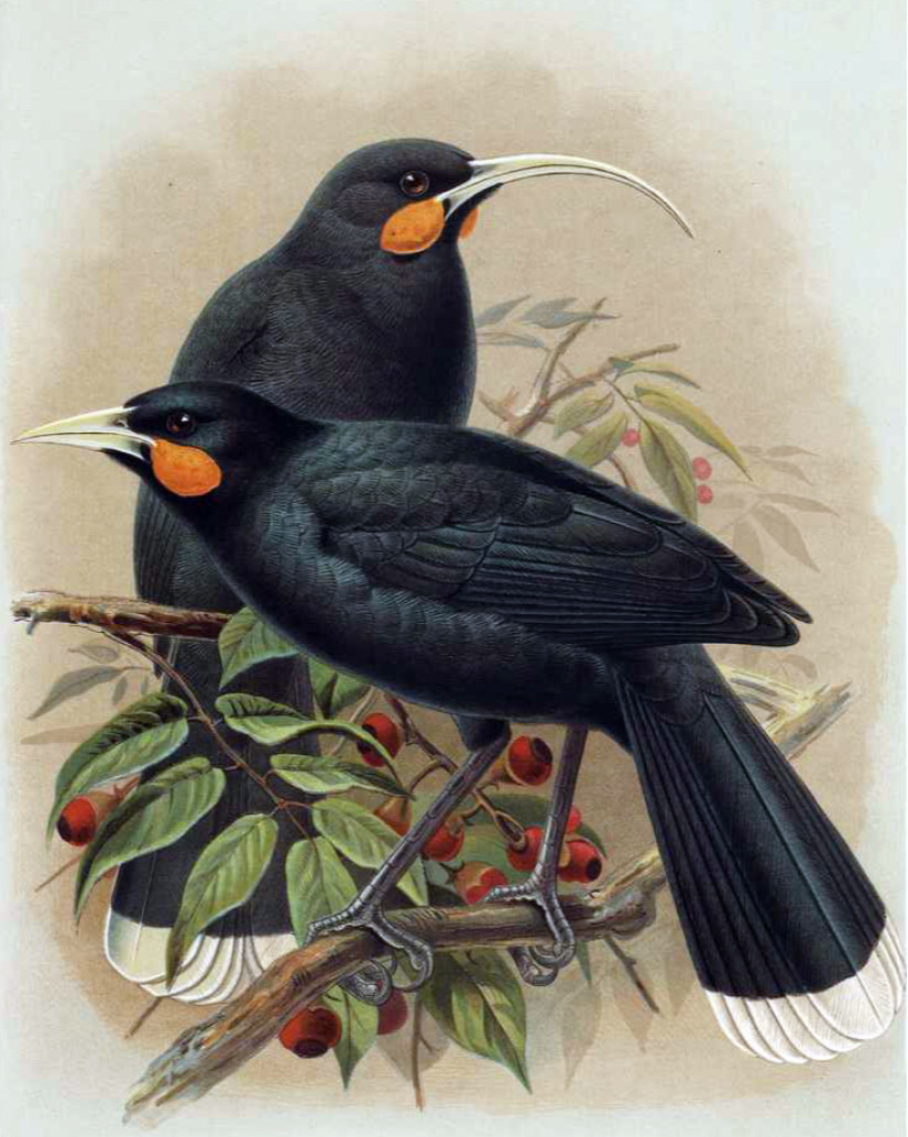 Illusztráció egy huia párról: fent a nőstény, alul a hím madár. A madárfaj hozzávetőleg 1907-ben halt ki. A képet publikálták 1888-ban a A History of the Birds of New Zealand, Volume 1 (2nd ed.) című kötetben. Az illusztrációt készítette J. G. Keulemans.