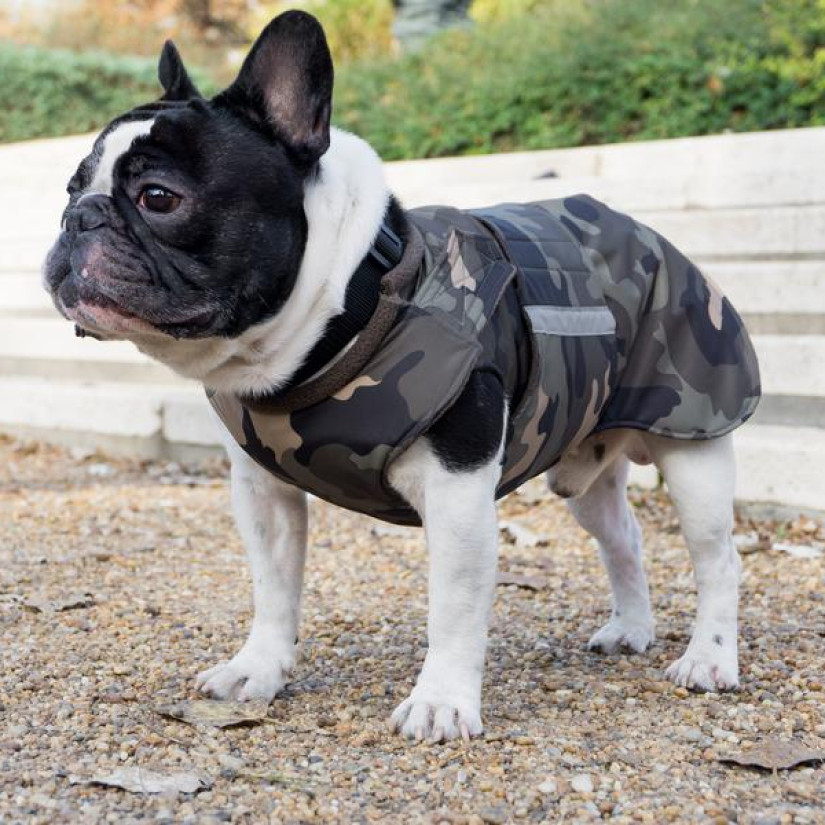 Bulldog kiskabátban.