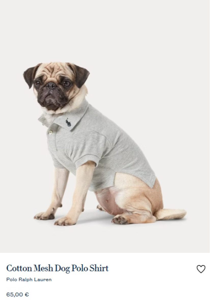 Mopsz egy Ralph Lauren polóban. Forrás: ralphlauren.eu