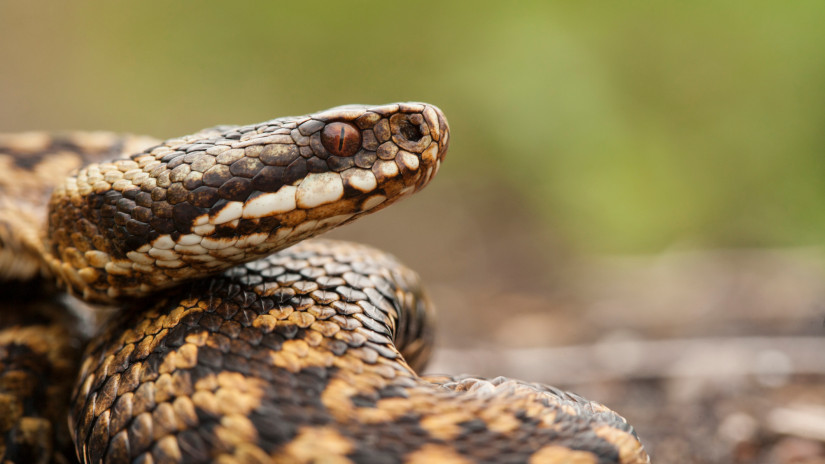 A keresztes vipera feje