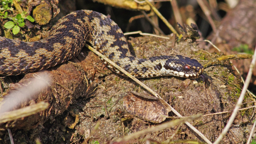 Vipera berus