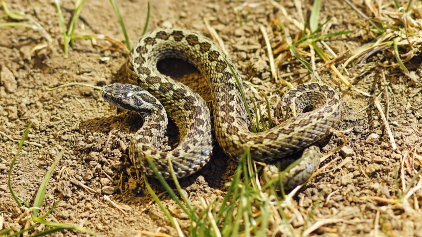 Rákosi vipera