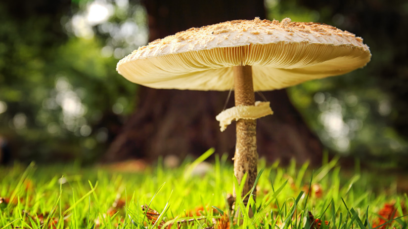 Nagy őzlábgomba, a legnagyobb ősszel gyűjthető gombaféle