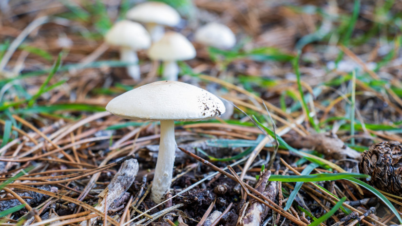 Erdőszéli csiperke, a legismertebb gomba ősszel