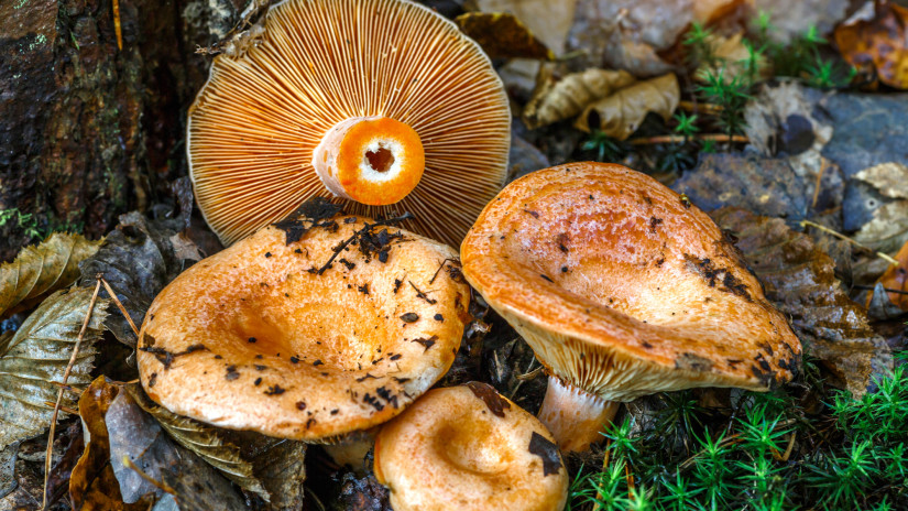 Kevesen ismerik az ízletes rizikét