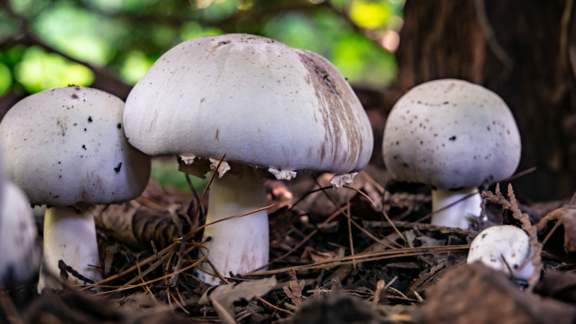 Karbolszagú csiperke, az erdőszéli csiperke mérgező hasonmása