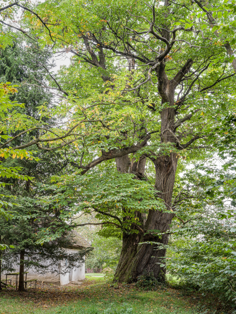 Nagykutas szelídgesztenyéje