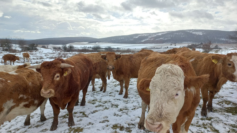 Télen is kint vannak a tehenek (Fotó: Hadi Júlia)