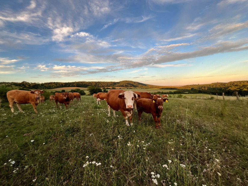 Életkép Lókútról (Fotó: Hadi Júlia)