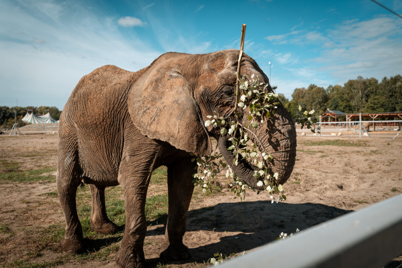 Szamba már új helyén, épp vacsorázik (Fotó: Fehér Norbert)