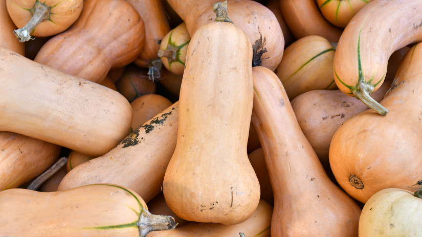 Kanadai sütőtök