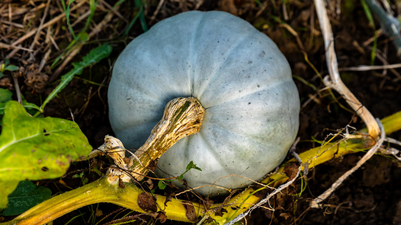 Nagydobosi sütőtök