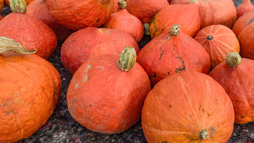 Hokkaido tök (japán sütőtök)