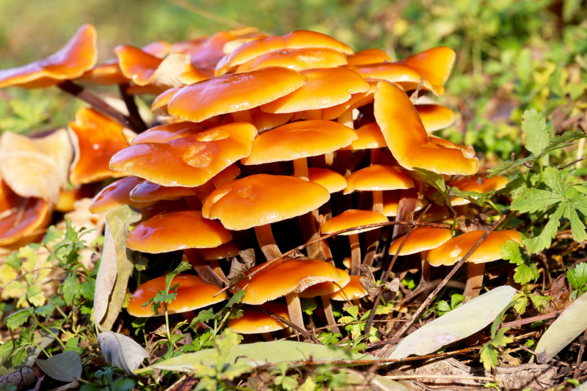 A group of Flammulina velutipes mushrooms growing together on the forest floor, surrounded by moss and fallen leaves. The soft natural light highlights their delicate orange caps and the moist woodland environment.