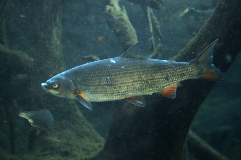 Common nase (Chondrostoma nasus)