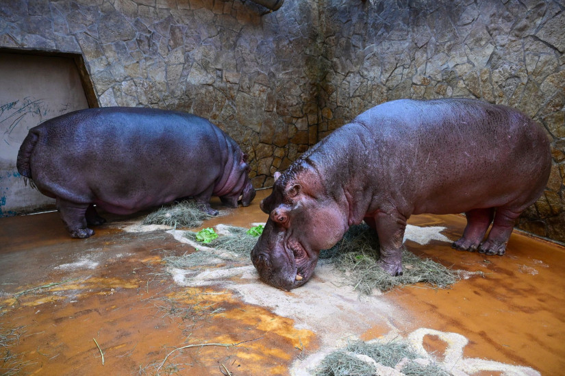 Nílusi vízilovak (Hippopotamus amphibius) a különleges karácsonyi etetésen a debreceni állatkertben 2025. december 27-én.