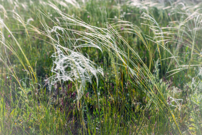 Stipa borysthenica. A Stipa egy körülbelül 300 nagyméretű, évelő, hermafrodita fűfélékből álló nemzetség, amelyet együttesen tollfűnek, tűfűnek és lándzsás fűnek neveznek.
