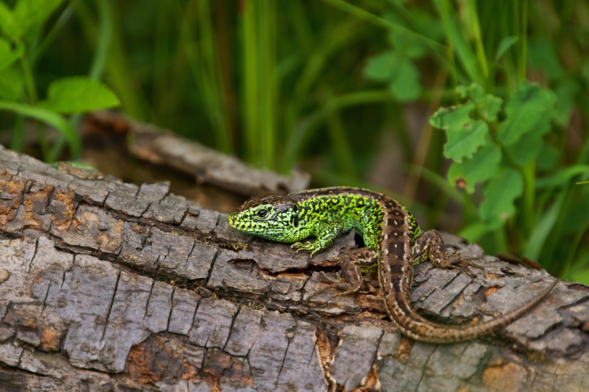 Homoki gyík (Lacerta agilis), hím párzási színekben