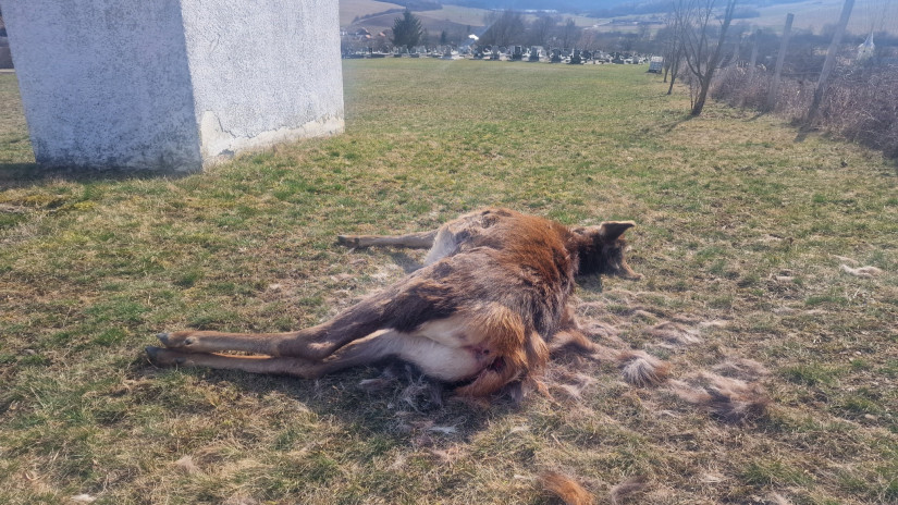 Fotó: Martonyi község Facebook-oldala