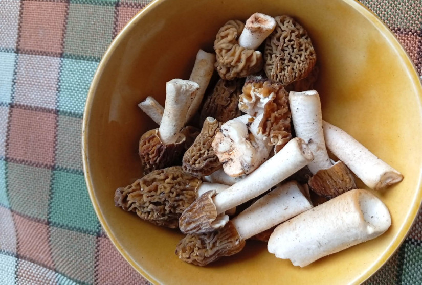 Idei évi első beszerzésünk (Fotó: Pais H. Szilvia)