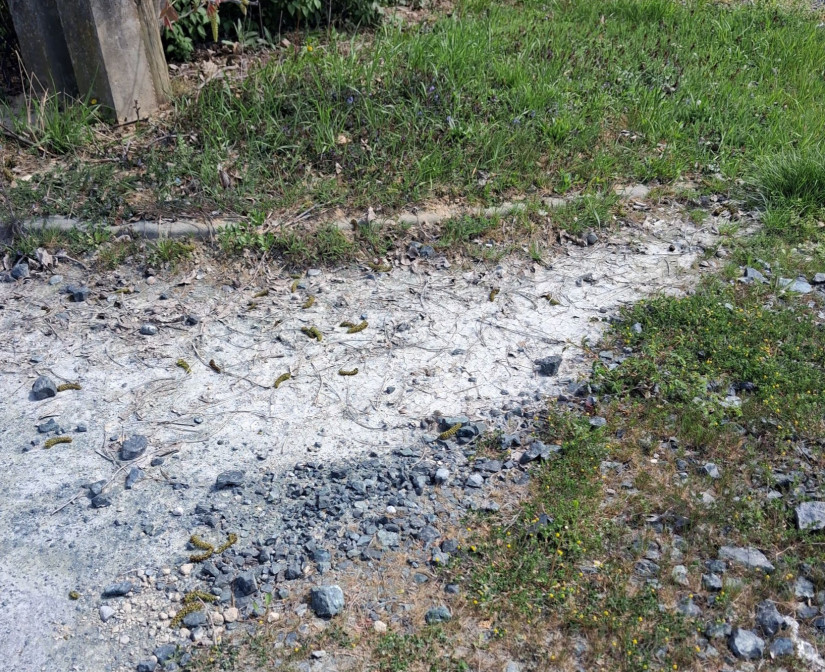 Egy helyi megmutatta - fű se nő az ominózus útszakasz mellett (Kép: Pais-H Szilvia)