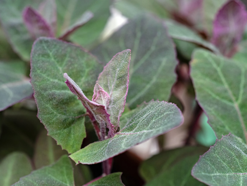Close-up of the leaves of red garden orache, Atriplex hortensis.