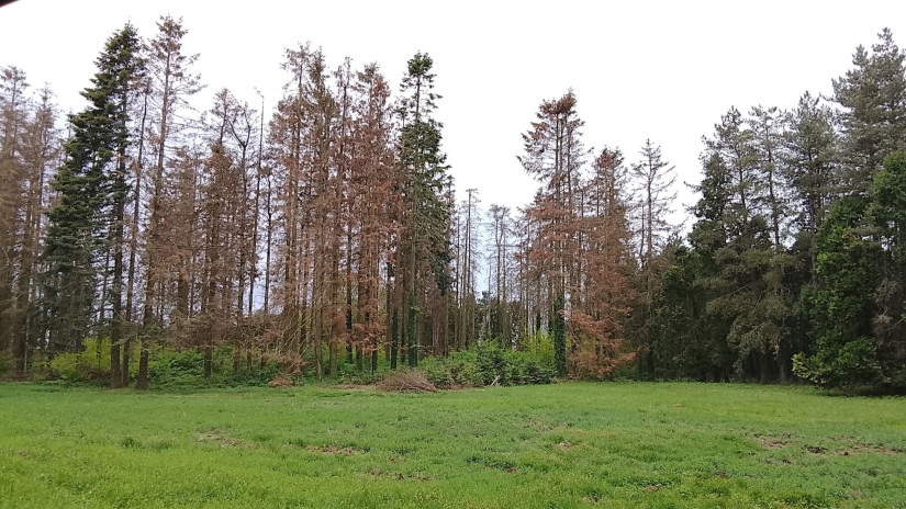 Száradó jegyenyés (Fotó: Pais-H Szilvia)