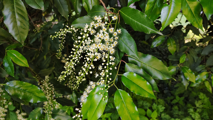 A close-up of a branch of an English Laurel or Cherry Laurel (Prunus laurocerasus)