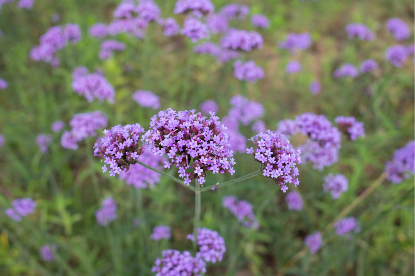 Verbena bonariensis, azaz a vasfű