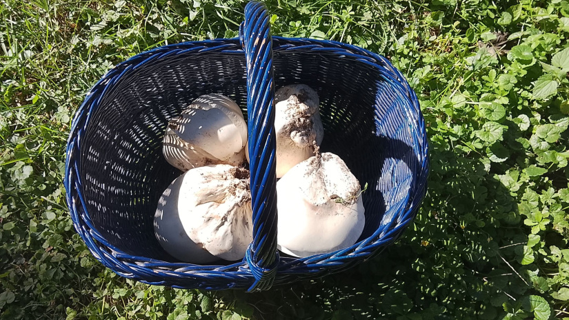 Órásira nőtt pöffetegek - amiket ajándékba kaptam (Fotó: Pais-H Szilvi)
