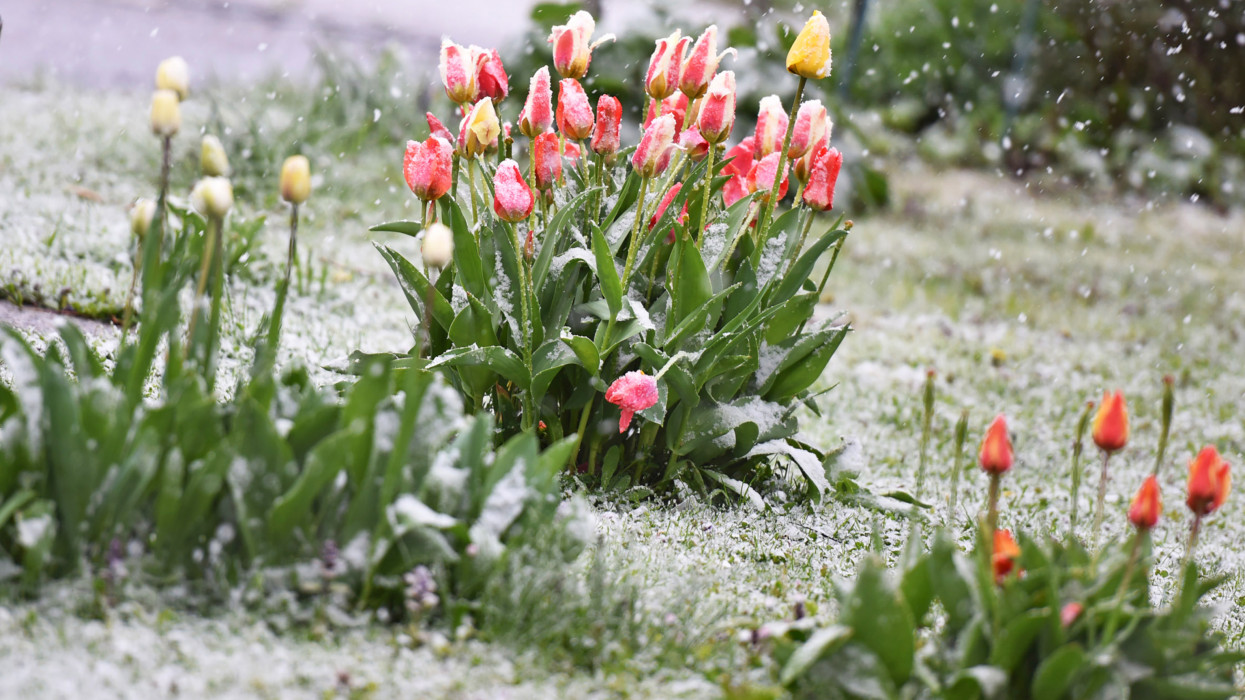 In the picture are tulips in spring with snow cimlapi