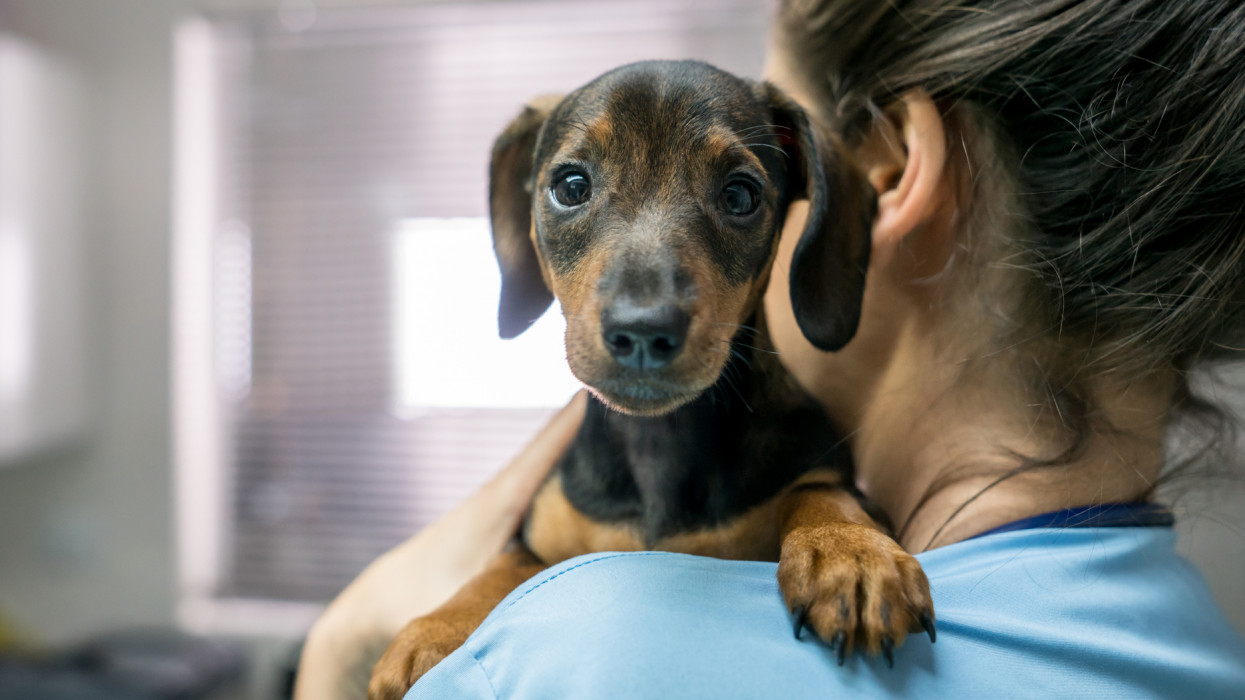 Portrait of a cute little dachshund carried by an unrecognizable woman at the veterinarian