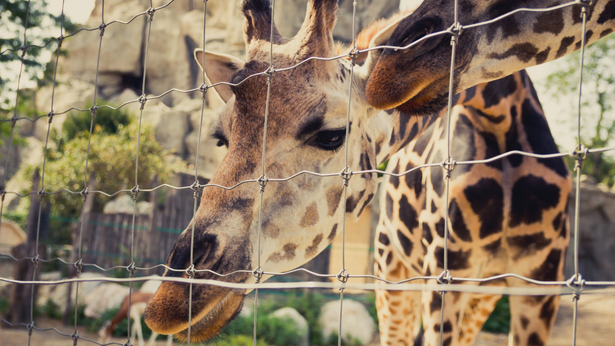 Giraffe bends down and looks into the camera through a fence