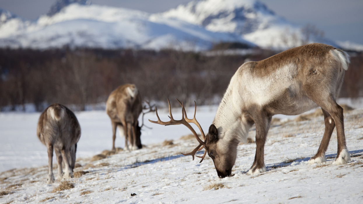 Reindeer herd grazing in the snow in arctic landscape at KvalÃÂ¸ysletta, Kvaloya Island, Tromso in Arctic Circle Northern Norway