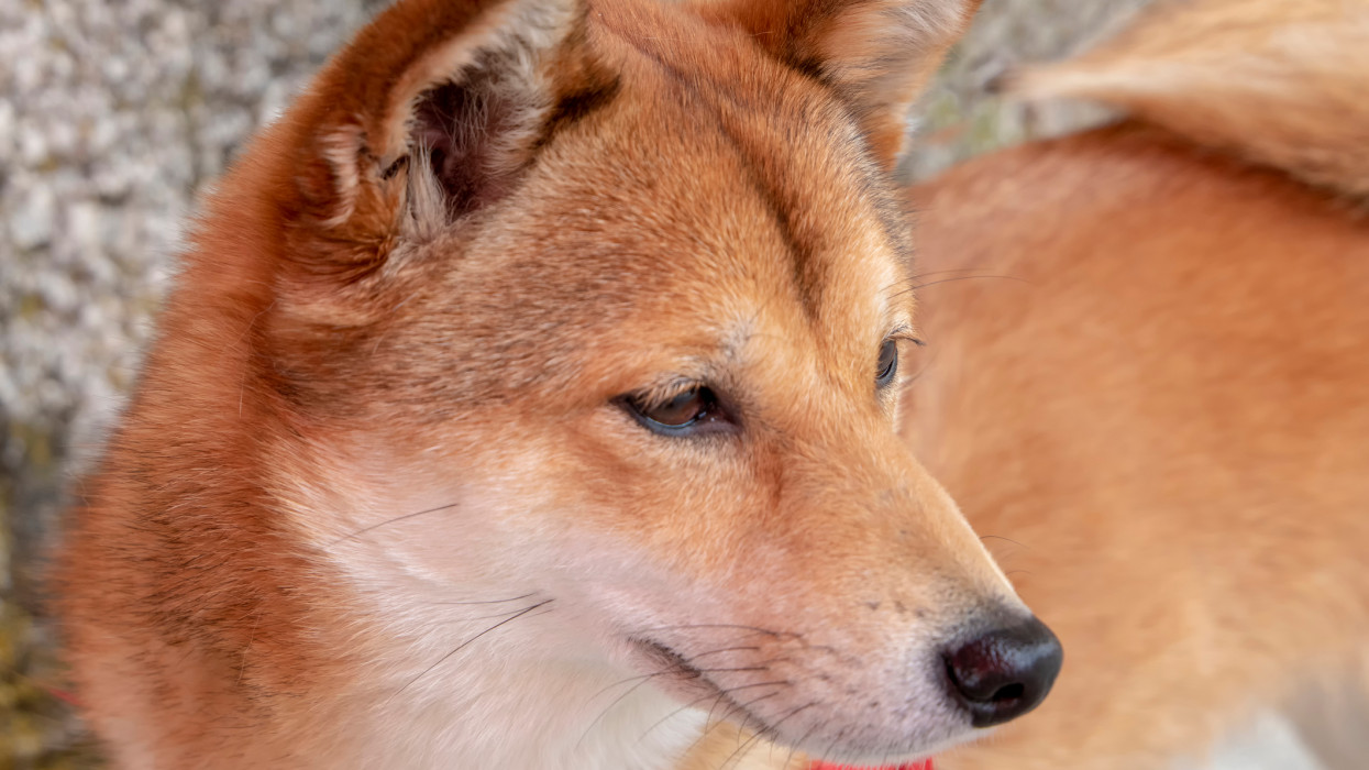 Portrait of cute red Shiba Inu dog - close up