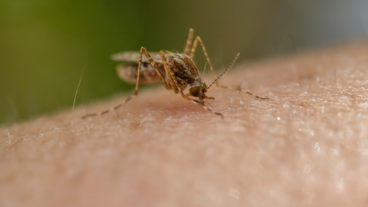 Mosquitoes carrying malaria, Dengue hemorrhagic fever, Chikungunya disease, Encephalitis, Zika virus, Elephantiasis disease.