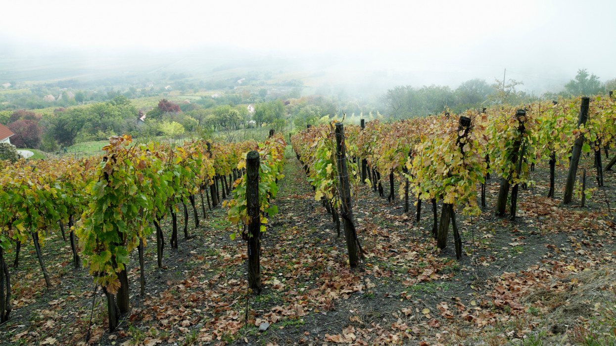 Wine vines hillside, Eastern Europe Hungary Lake Balaton,