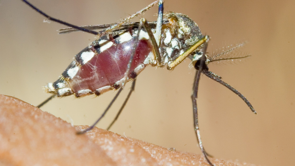 Beindult a nagyüzem: több mint 300 településen irtják a szúnyogokat