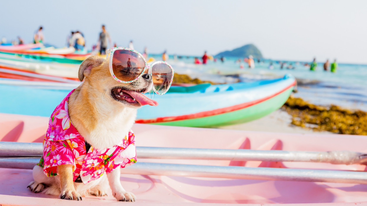 Chihuahua dog wearing sunglasses  on a Kayak at the ocean shore