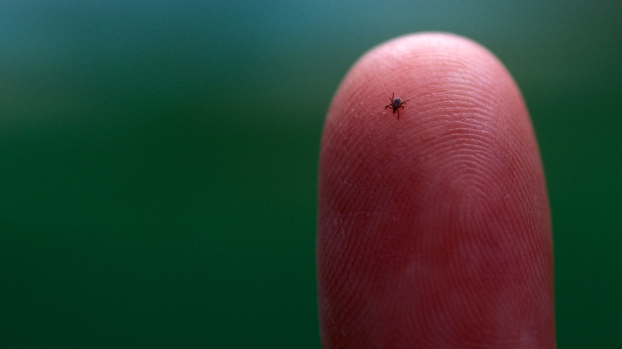 A tick of the kind that transports Lyme Disease from animals to humans.