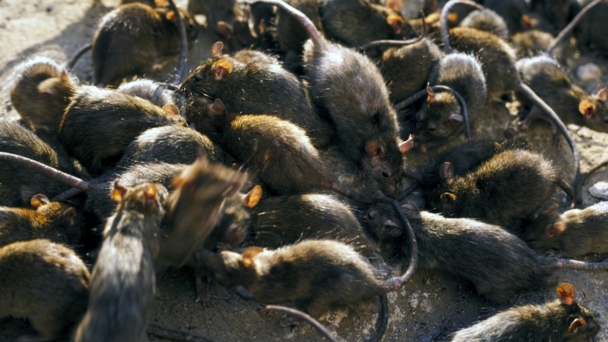 Ez az igazi csapás az emberek pénztárcájára: patkány, parlagfű, parazita kerül milliárdokba Európában