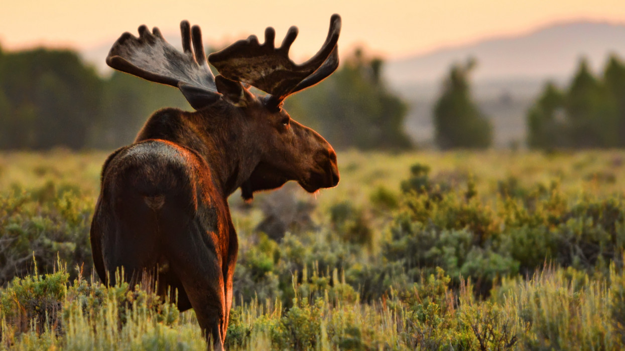 Large bull moose in Jackson Hole Wyoming USA