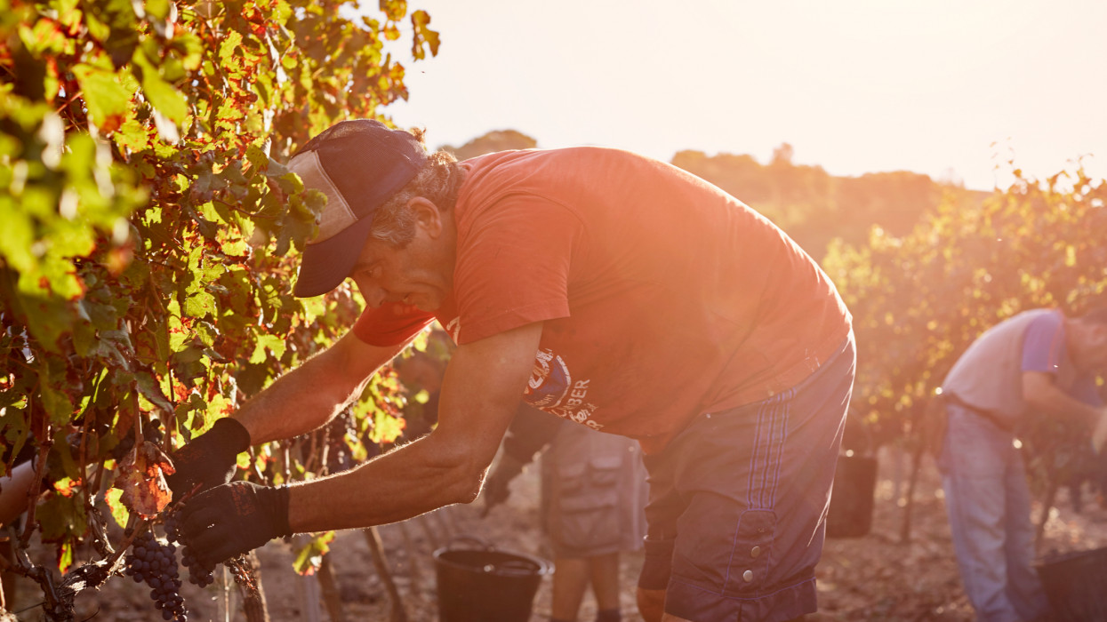 Side view of farmer harvesting grapes on sunny day