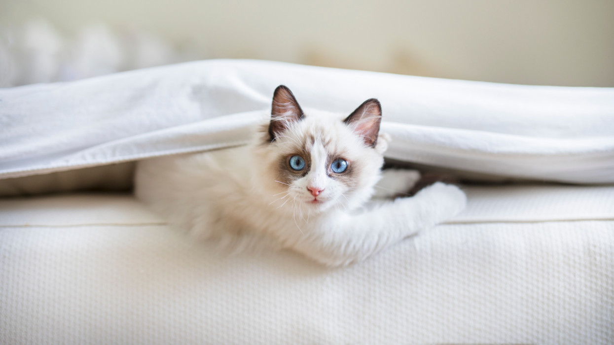 A cute Ragdoll kitten in the bedroom, tucked in between the sheets and the mattress. The little blue eyed cat is looking at the camera with a mischievous look upon its face.