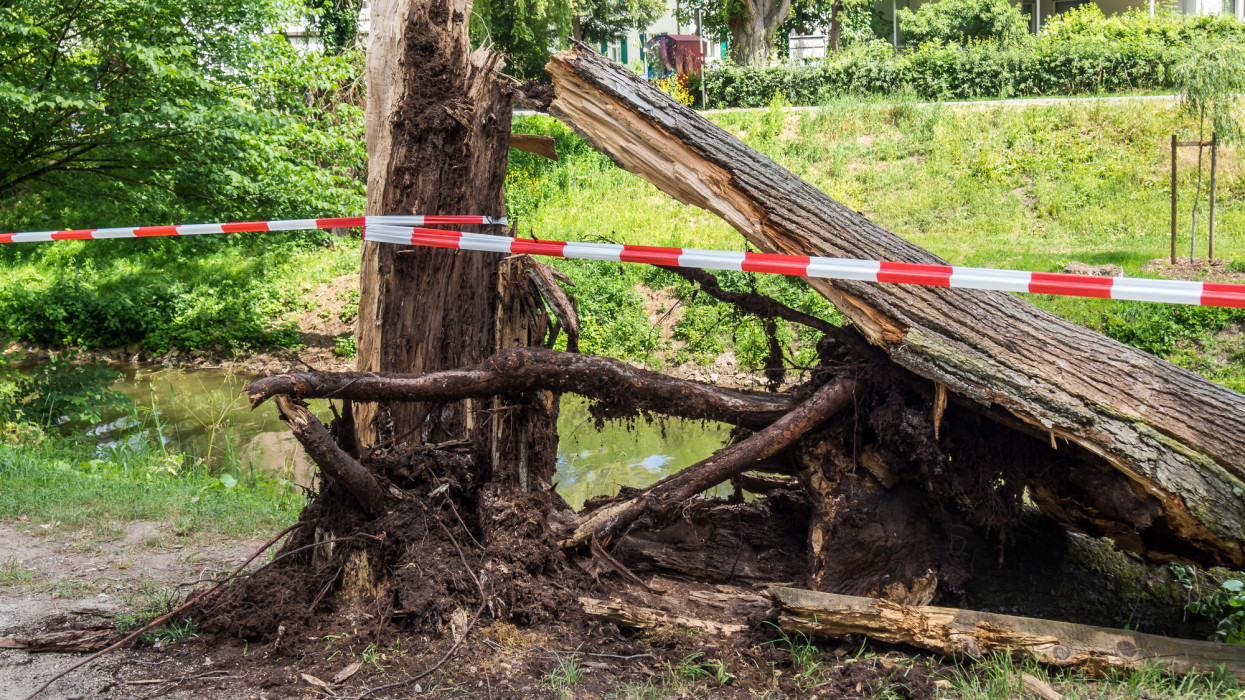 Kegyetlen rombolást végzett az éjjeli vihar Magyarországon: épületre dőlt fák, leszakadt ágak pusztítottak