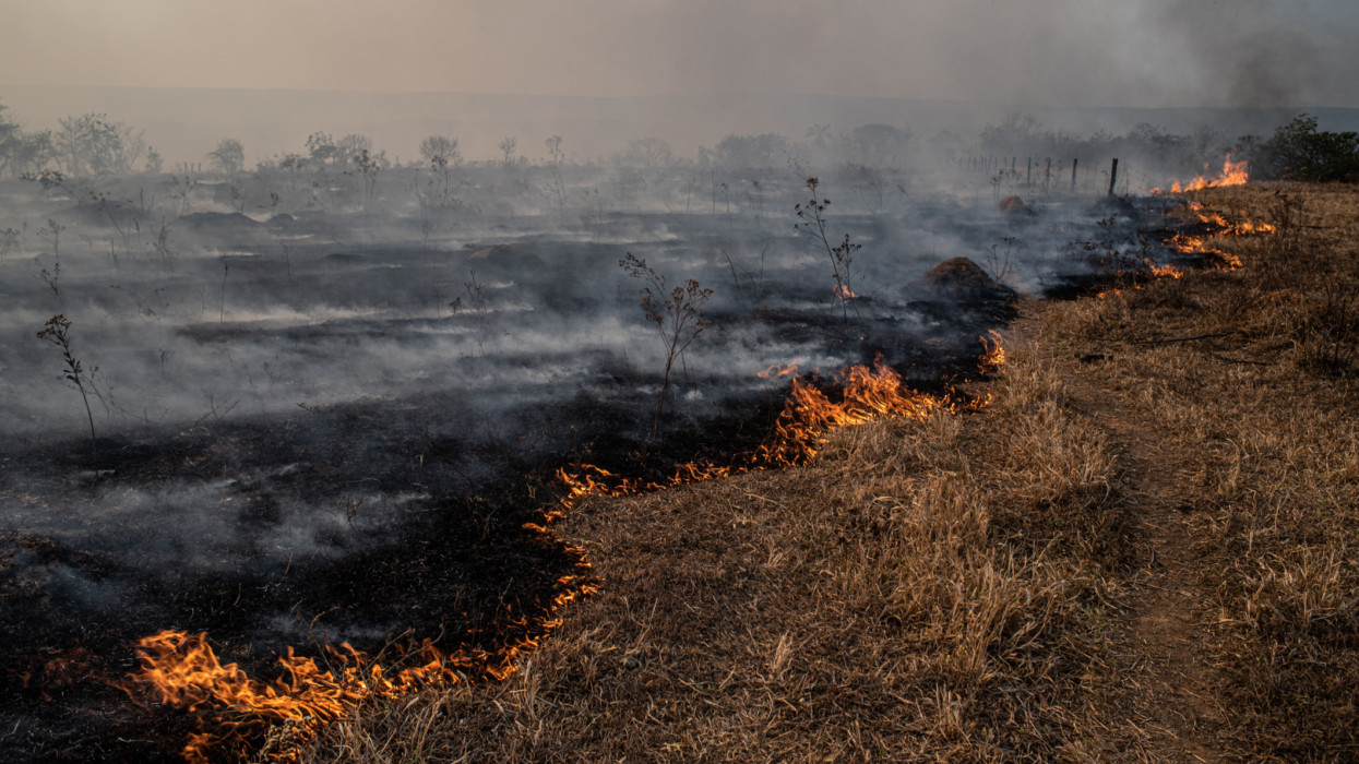 Fire burns vegetation of brazilian savanna. (cerrado)