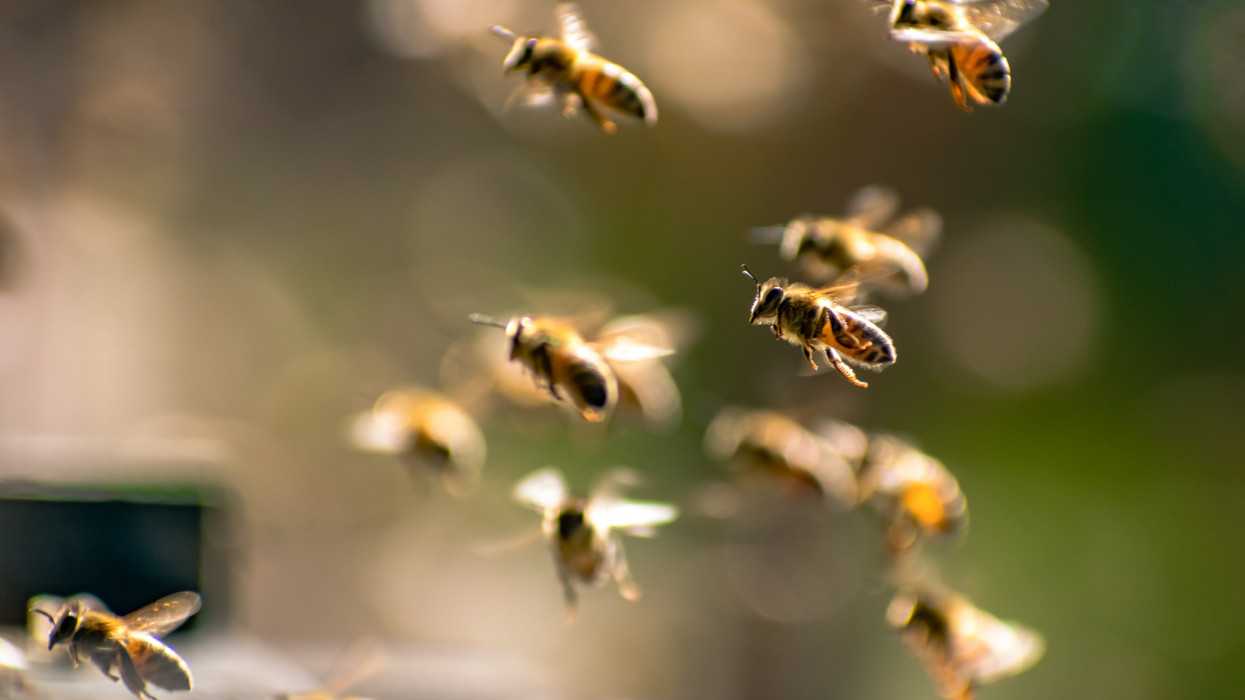 Bees in flight / Abejas en vuelo